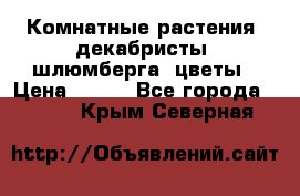 Комнатные растения, декабристы (шлюмберга) цветы › Цена ­ 300 - Все города  »    . Крым,Северная